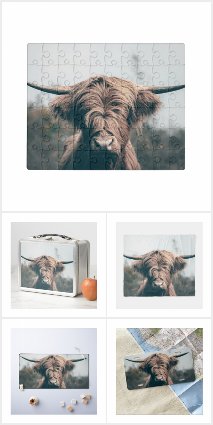 Highland cow portrait