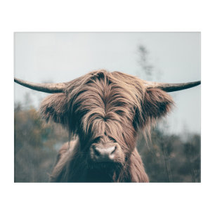 Highland cow portrait acrylic print