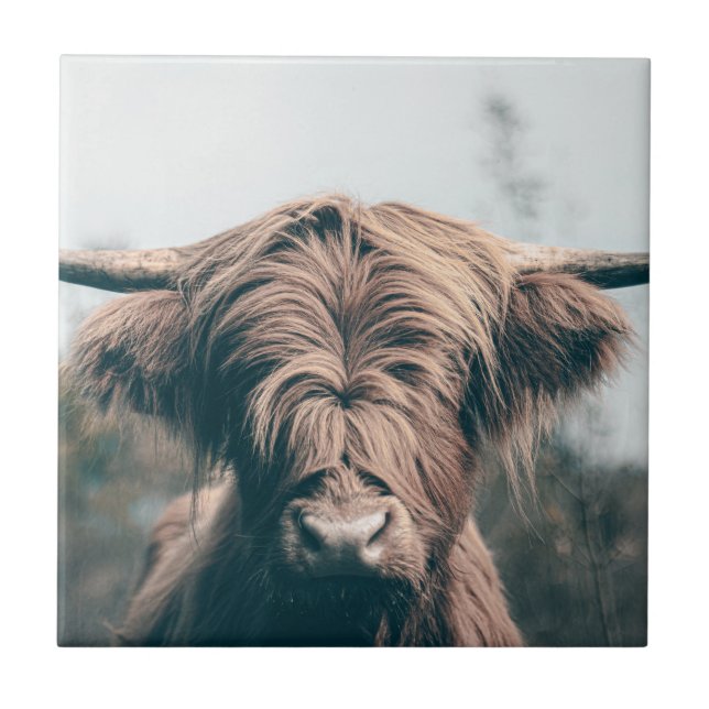 Highland cow portrait ceramic tile (Front)