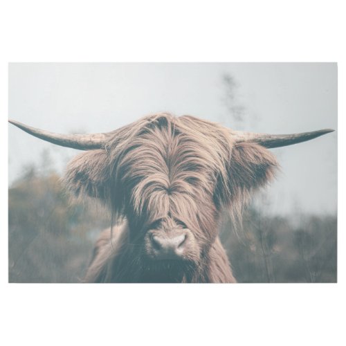 Highland cow portrait gallery wrap