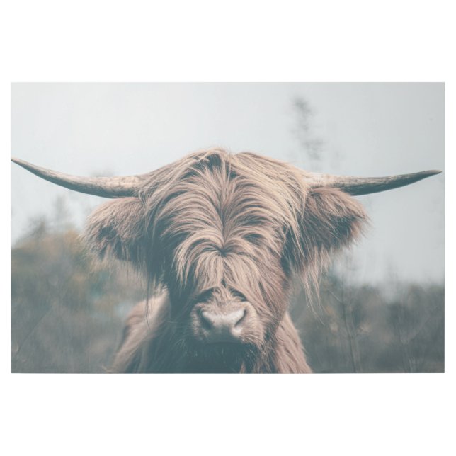 Highland cow portrait gallery wrap (Front)