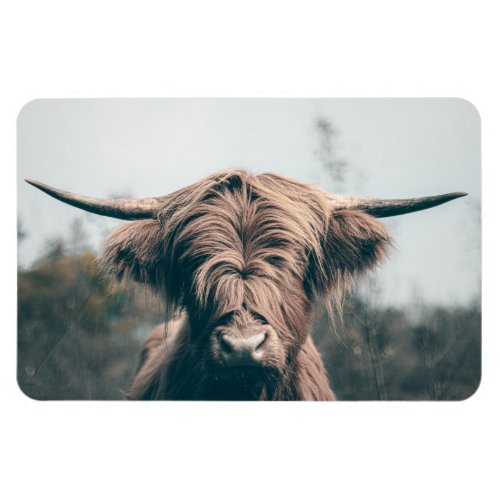 Highland cow portrait magnet