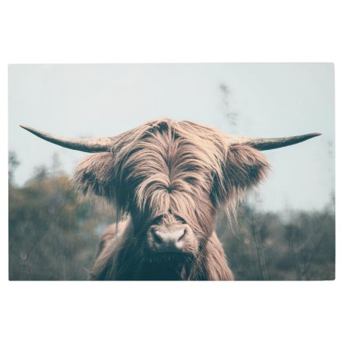 Highland cow portrait metal print