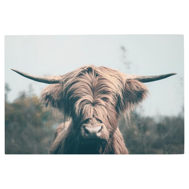 Highland cow portrait metal print (Front)