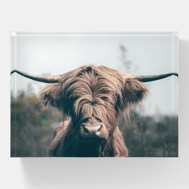 Highland cow portrait paperweight (Front)