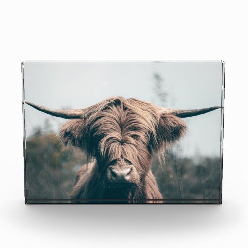 Highland cow portrait photo block