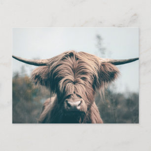 Highland cow portrait postcard