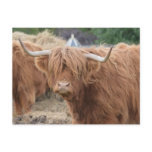Highland Cow Postcard