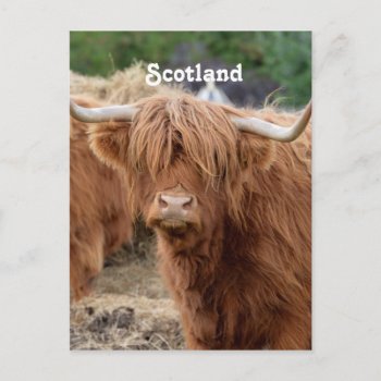 Highland Cow Postcard by GoingPlaces at Zazzle