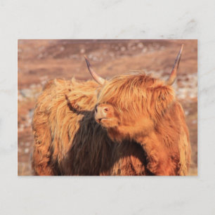 Highland Cow Postcard