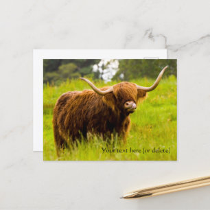 Highland Cow Postcard