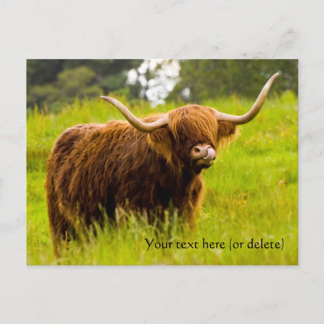 Highland Cow Postcard (Front)