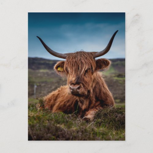 Highland Cow Postcard