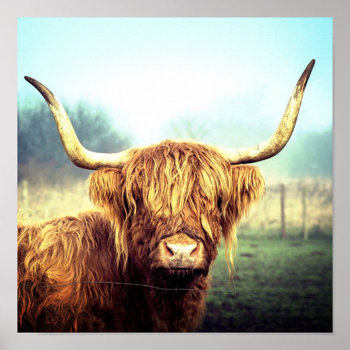 Highland Cow Poster | Zazzle