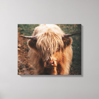 Highland Cow Scotland Canvas Print
