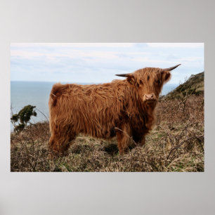 HIGHLAND COW, SCOTLAND POSTER