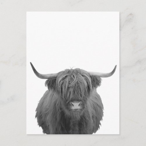 Highland Cow Scotland Rustic Black White  Postcard