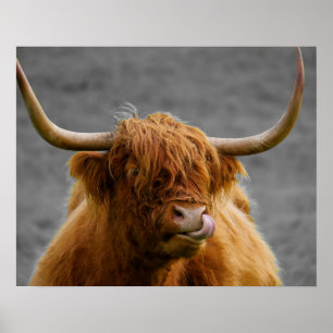 Highland Cow Scotland Rustic Black White Poster