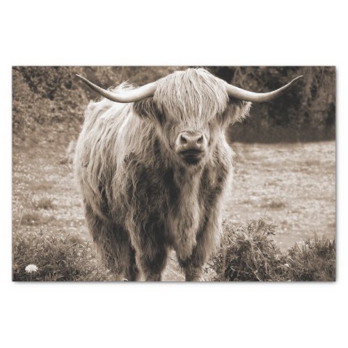  Highland Cow Scotland Rustic Brown monotone   Tissue Paper