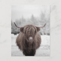 Highland Cow Scotland Rustic Farm