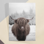 Highland Cow Scotland Rustic Farm Postcard<br><div class="desc">This design may be personalized by choosing the Edit Design option. You may also transfer onto other items. Contact me at colorflowcreations@gmail.com or use the chat option at the top of the page if you wish to have this design on another product or need assistance. See more of my designs...</div>