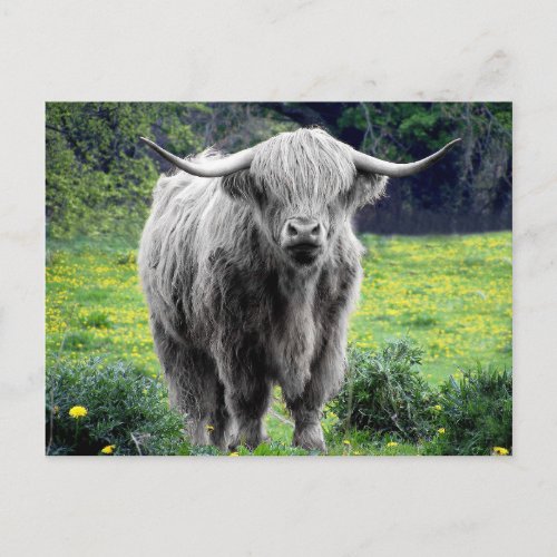 Highland Cow Scotland Rustic Postcard