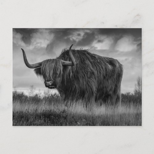  Highland Cow Scotland Rustic Postcard