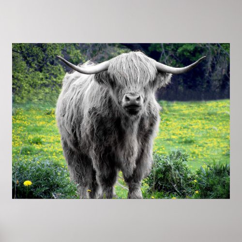 Highland Cow Scotland Rustic Poster