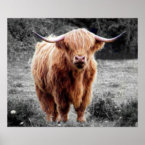 Highland Cow Scotland Rustic Poster Black White