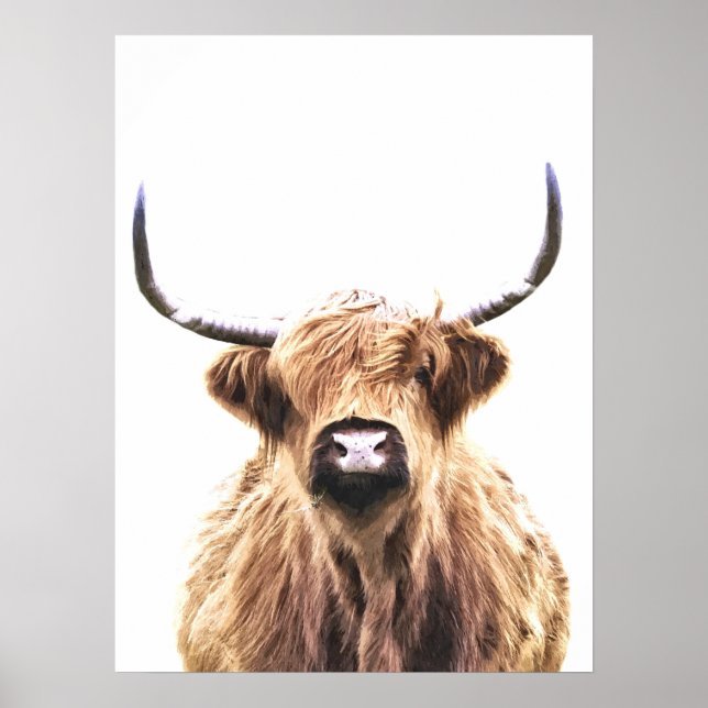 Highland cow scottish animal portrait poster (Front)
