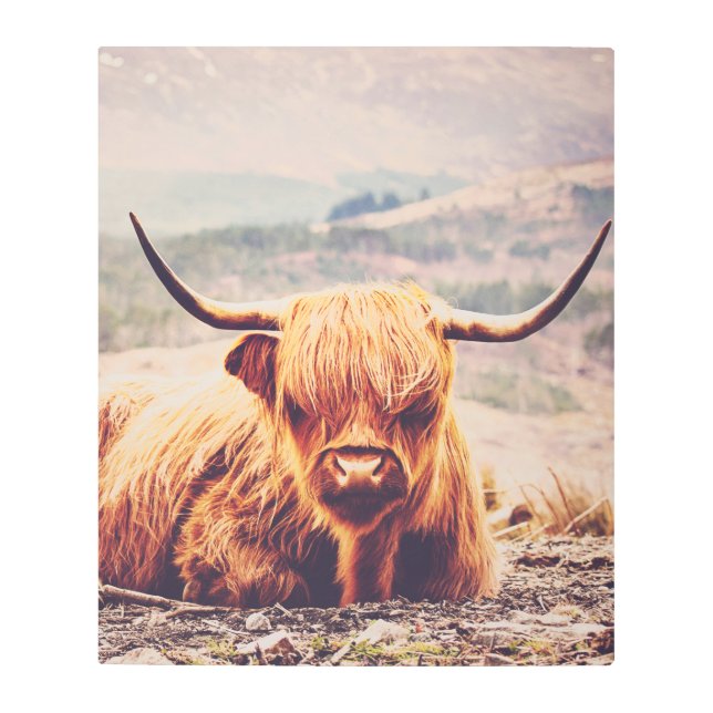 Highland Cow Scottish Farm Animal Metal Wall Art (Front)