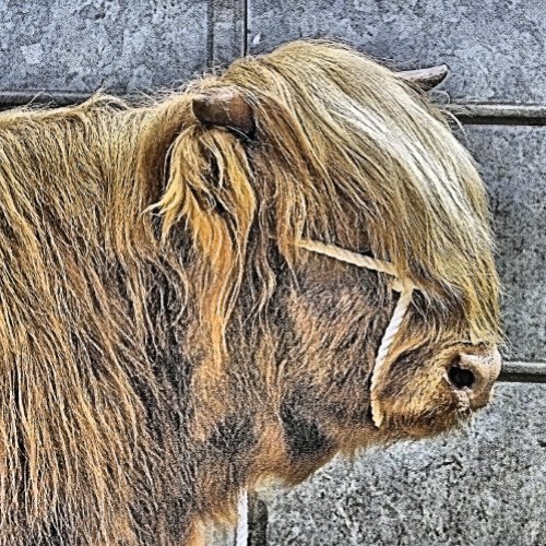 HIGHLAND COW SERVING TRAY