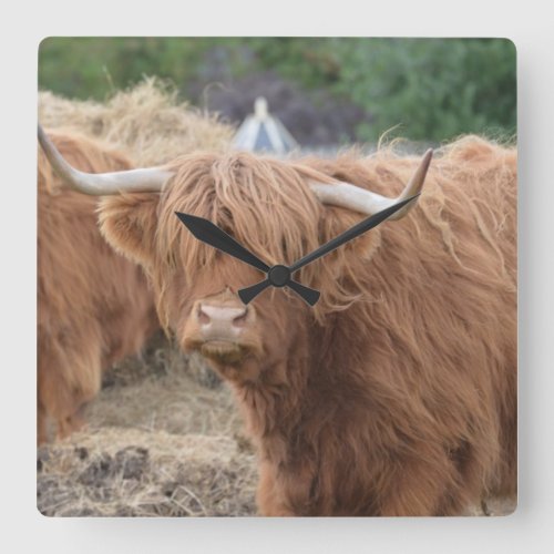 Highland Cow Square Wall Clock