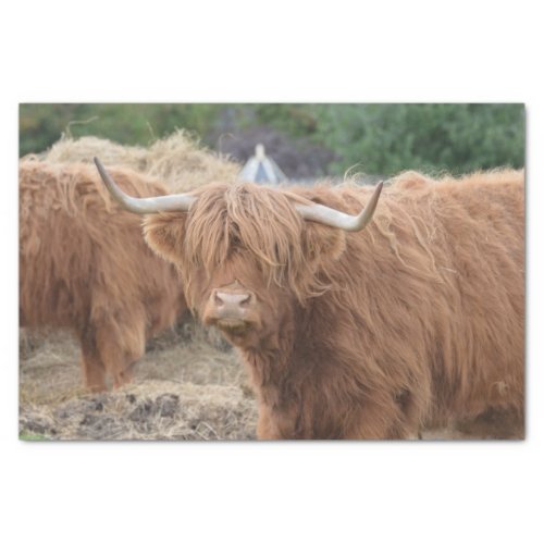 Highland Cow Tissue Paper