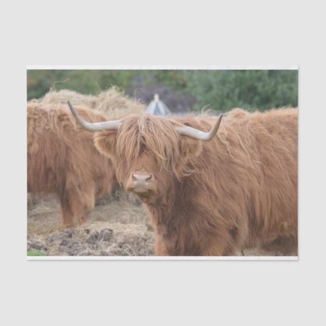 Highland Cow Tissue Paper (Front)