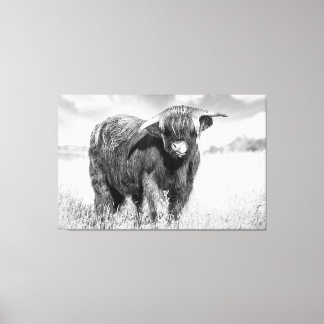 Highland cow tongue lick black and white canvas print (Front)