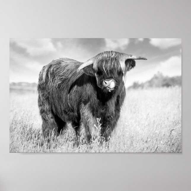 Highland cow tongue lick black and white poster (Front)