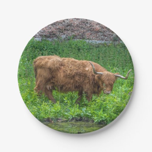 Highland cow up close paper plate