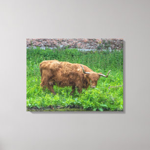 Highland cow view canvas print