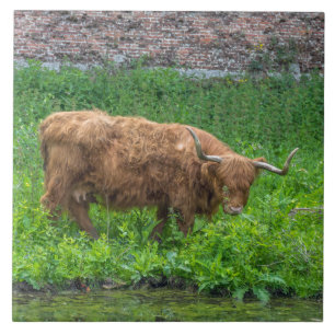 Highland cow view ceramic tile