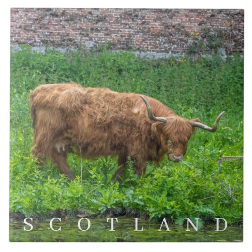 Highland Cow view ceramic tile