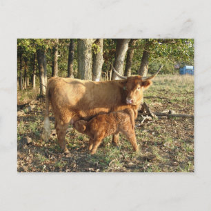 Highland Cow with Calf Postcard