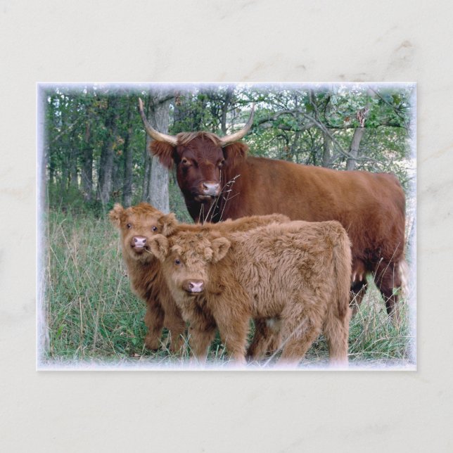 Highland Cow with Calves Postcard (Front)