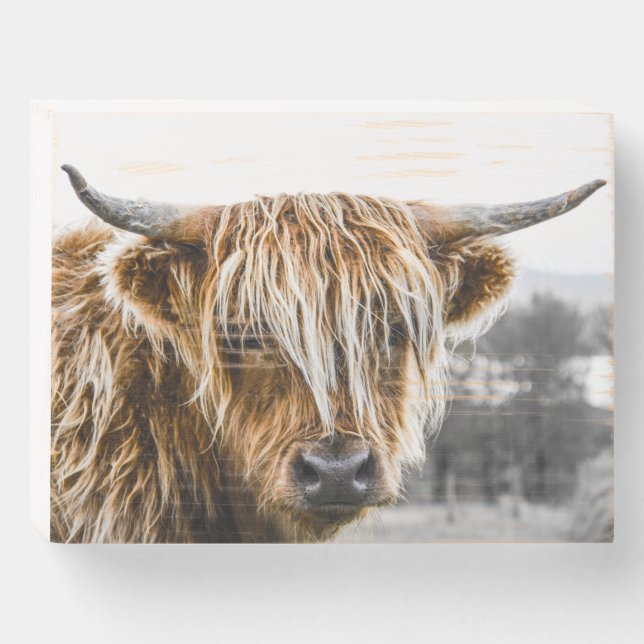 Highland Cow Wooden Art box (Front Horizontal)