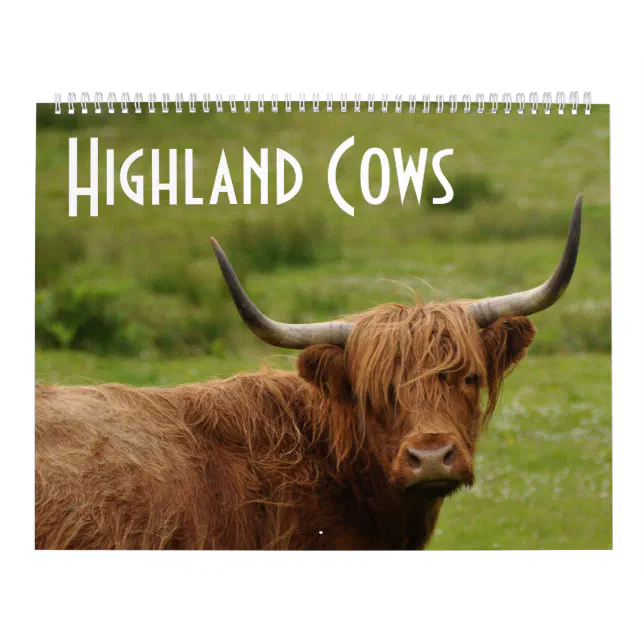 Highland Cows 12 Months of Highland Cattle Calendar Zazzle
