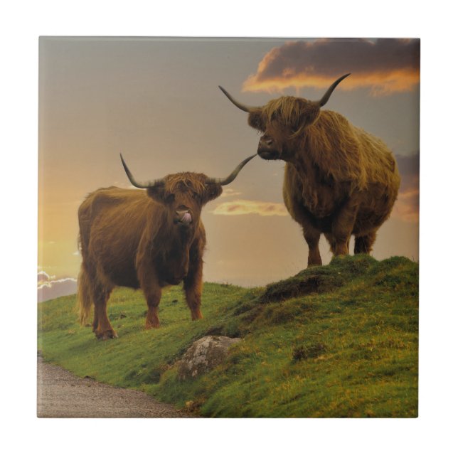 Highland Cows At Sunset Ceramic Tile (Front)