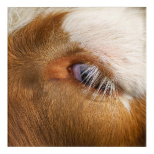 Highland Cow's Eye Acrylic Print