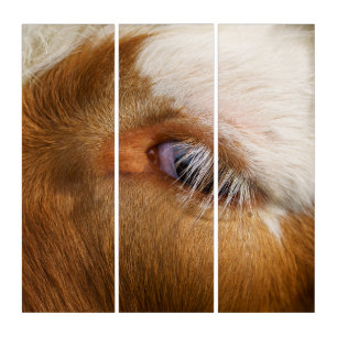 Highland Cow's Eye Triptych