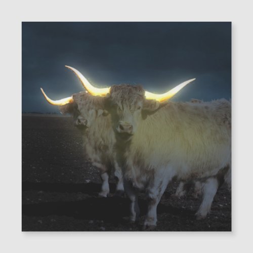 Highland Cows Glowing In The Dark Magnetic Card