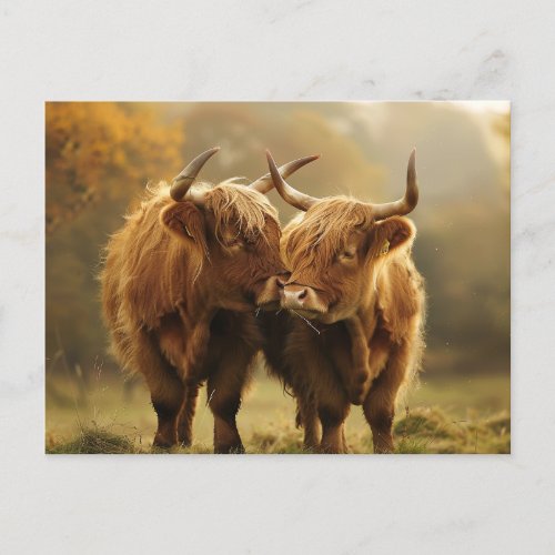 Highland Cows in love Postcard 